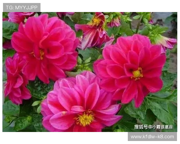 开运注册助你开启好运新篇章,提升生活品质的最佳选择 开运注册助你开启好运新篇章,提升生活品质的最佳选择